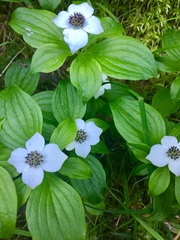 Cornus unalaschkensis