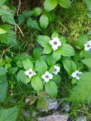 Cornus unalaschkensis