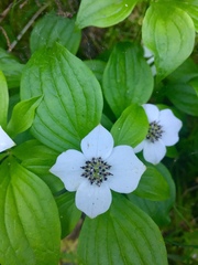 Cornus unalaschkensis