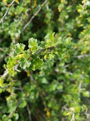Ribes quercetorum