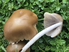 Candolleomyces candolleanus