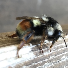 Bombus vancouverensis vancouverensis