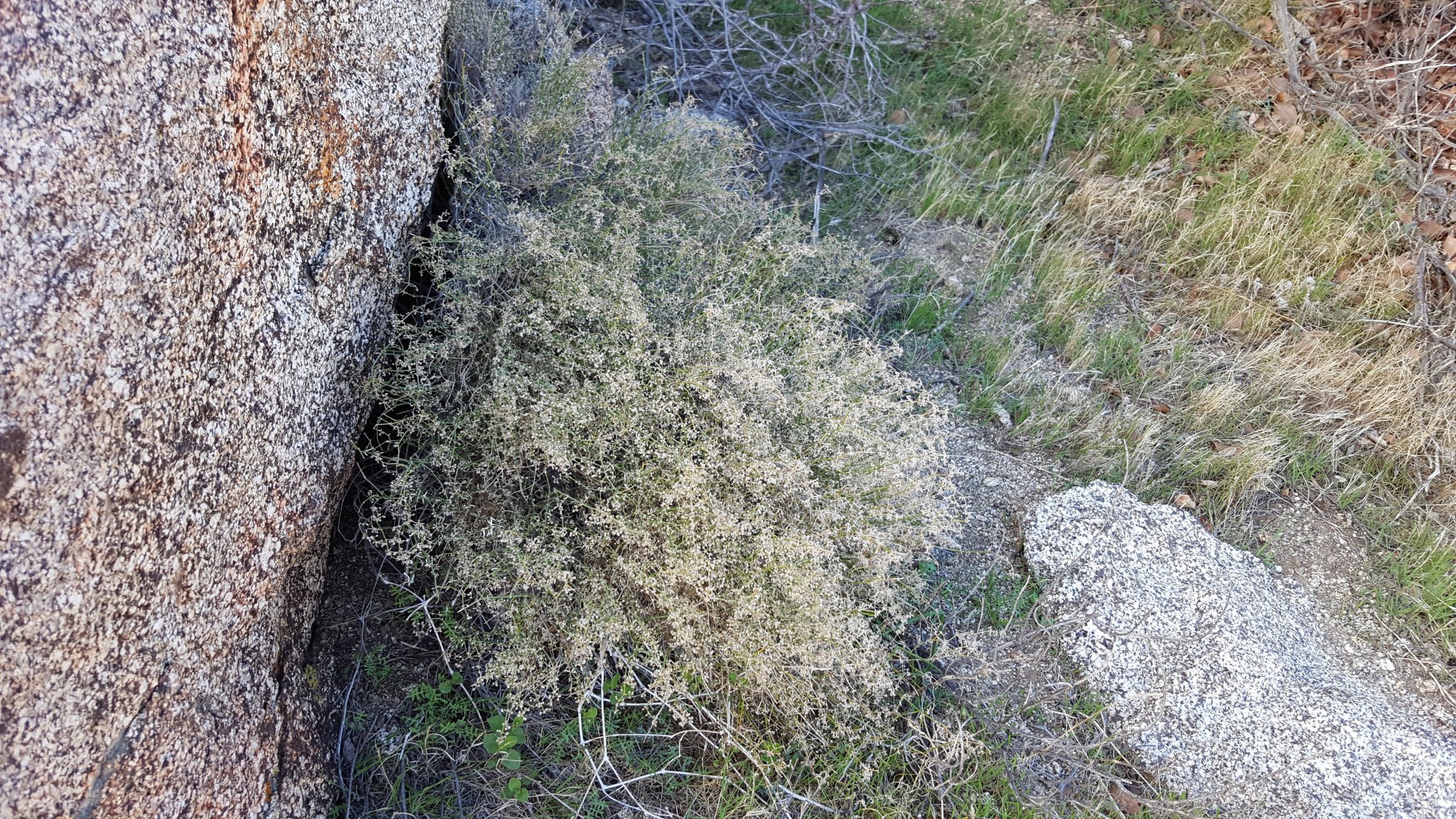 Galium angustifolium ssp. borregoense