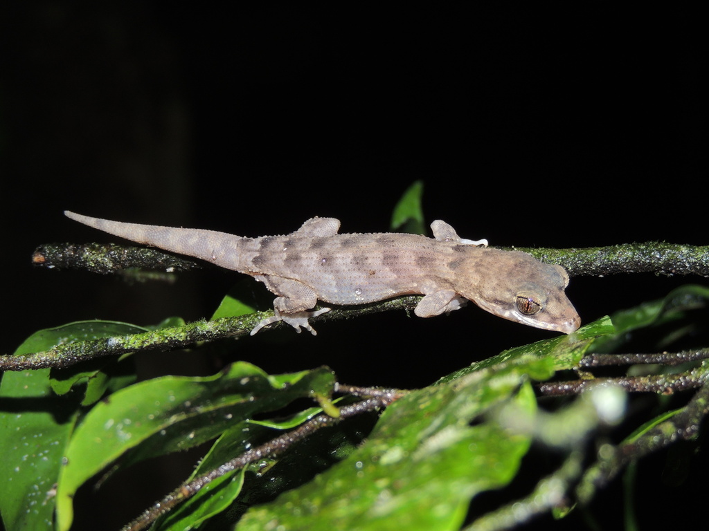 Pacific Slender-toed Gecko