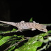 Pelagic Gecko - Photo (c) Tigran Tadevosyan, some rights reserved (CC BY), uploaded by Tigran Tadevosyan