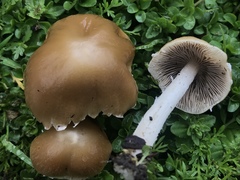 Candolleomyces candolleanus