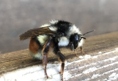 Bombus vancouverensis vancouverensis