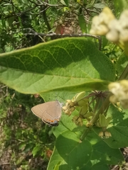 Satyrium polingi