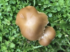 Candolleomyces candolleanus