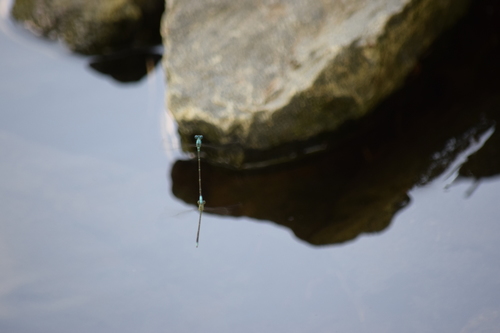 Pale Bluet photo 4