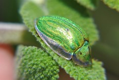 Physonota ovalis