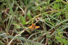 Copaeodes minima