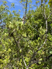 Elaeodendron xylocarpum