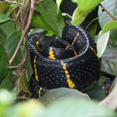Boiga melanota
