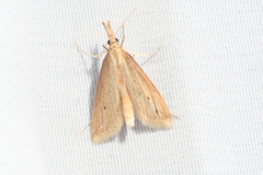 Donacaula longirostrallus