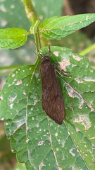 Virbia opella