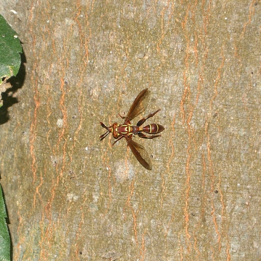 Rusty Wasp Fly