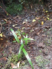 Pterostylis auriculata