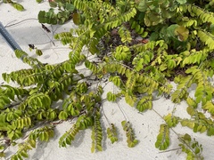 Dalbergia ecastaphyllum