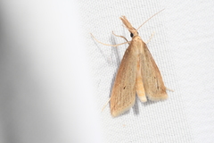 Donacaula longirostrallus