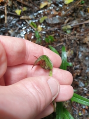 Pterostylis auriculata