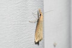 Donacaula longirostrallus