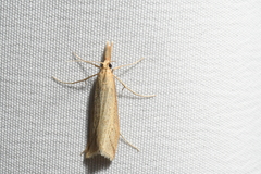 Donacaula longirostrallus