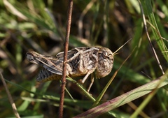 Hippiscus ocelote