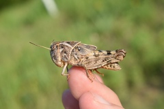 Hippiscus ocelote