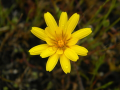 Agoseris glauca