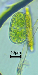 Cylindrocystis