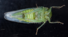 Chlorotettix viridius