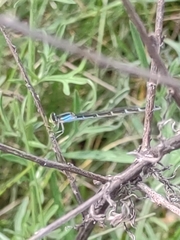 Enallagma geminatum
