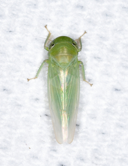 Chlorotettix viridius