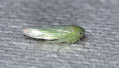 Chlorotettix viridius