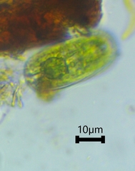 Cylindrocystis