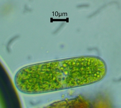 Cylindrocystis