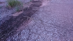Indo-Chinese Spitting Cobra photo 3