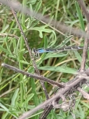 Enallagma geminatum