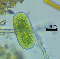 Cylindrocystis