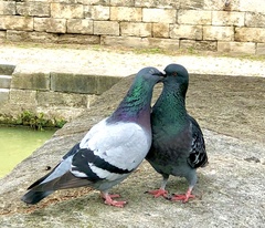 Columba livia domestica