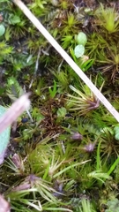 Halotydeus destructor