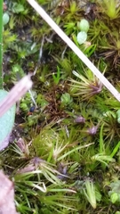 Halotydeus destructor