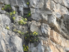 Eucnide bartonioides