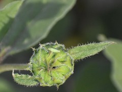 Draeculacephala minerva