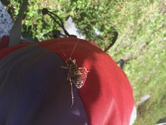 Cyphoderris