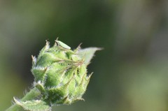 Draeculacephala minerva