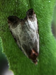 Olethreutes inornatana