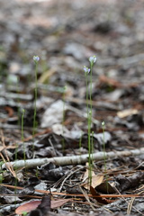 Burmannia biflora