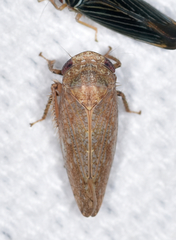 Paraphlepsius continuus